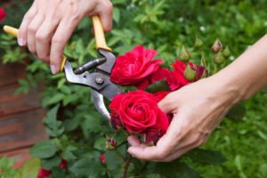 Как обрезать розы после цветения?