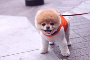 Какие существуют разновидности шпицев?