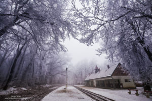 Фотограф провёл в замороженном лесу весь день