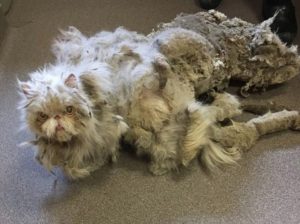 Кот Синдбад оказался живунчиком