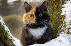 Эта двуликая кошка поразит вас