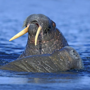 День моржа