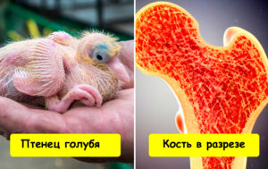 14 крутых вещей, которые вы никогда не видели (эта улитка - не для слабонервных)