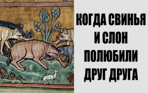 12 диких фактов о животных, в которые верили люди Средневековья