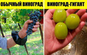 Разница есть: 14 фото, на которых различия так и бросаются в глаза