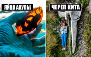 Так вот как все работает: 10 фото, на которых видно устройство привычных вещей
