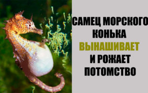 11 фактов о животных, от которых сердце щемит от умиления