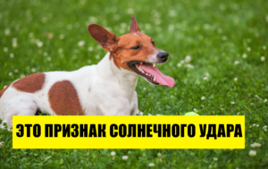 Как защитить домашних питомцев от жары: 9 эффективных способов