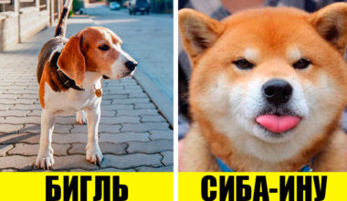 9 беспроблемных пород собак, из которых получаются отличные друзья