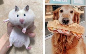 10 пушистых преступников, которые ни о чем не жалеют