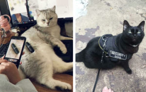 12 котиков-трудяг, которые никогда не скажут “У меня же лапки”