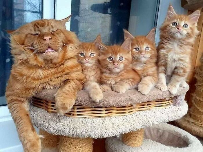 смешные фотографии животных