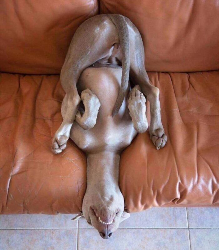 смешные фотографии животных