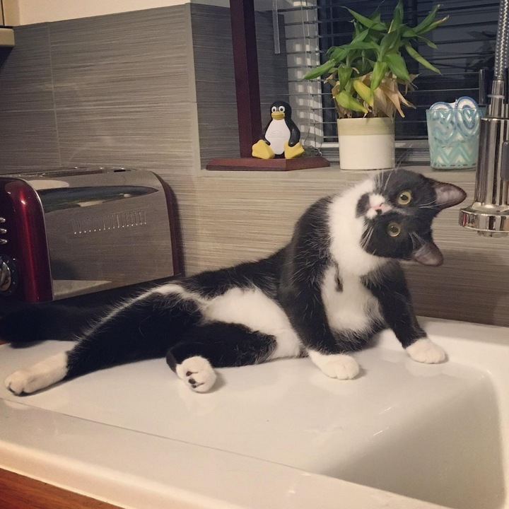 12 котов которые принимают такие позы от которых у людей глаза на лоб лезут