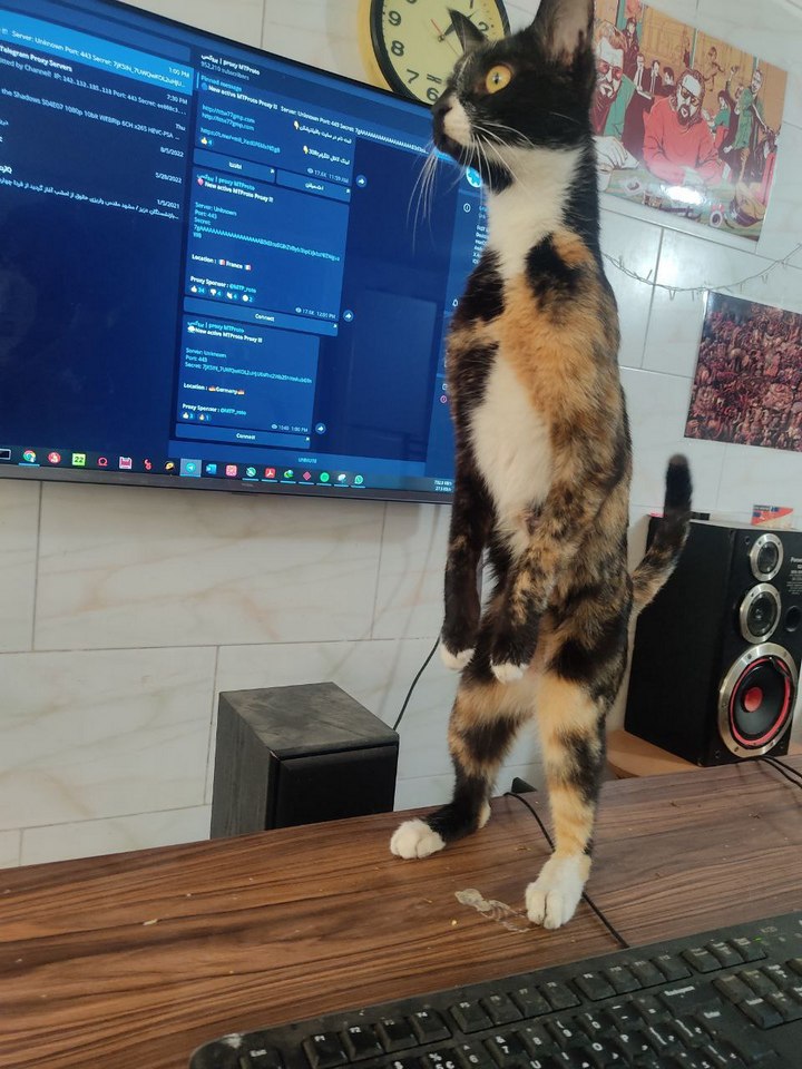 12 котов которые принимают такие позы от которых у людей глаза на лоб лезут