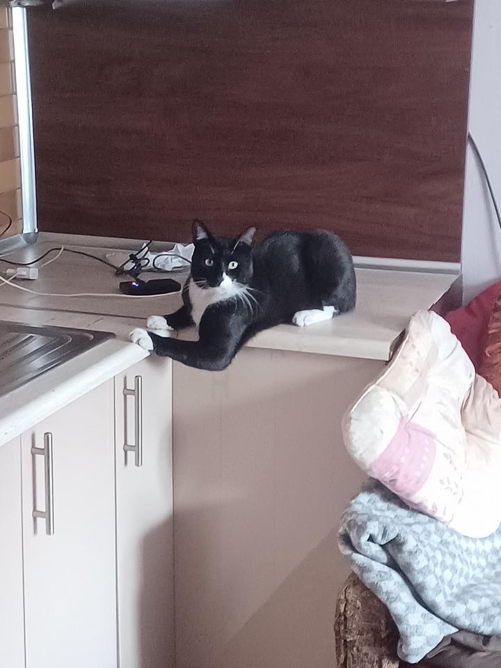 12 котов которые принимают такие позы от которых у людей глаза на лоб лезут
