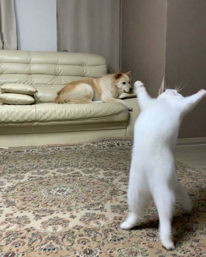 классные фотографии с котиками