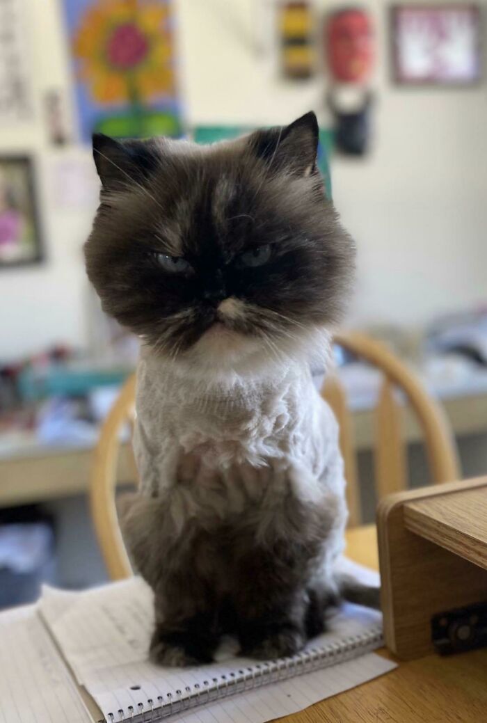 классные фотографии с котиками
