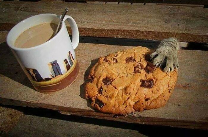 классные фотографии с котиками
