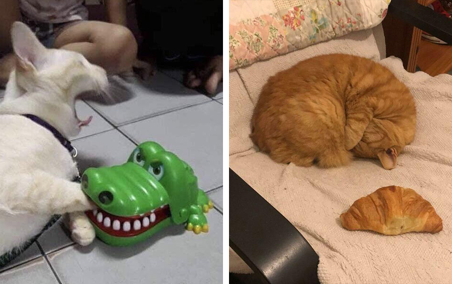 12 классных фотографий с котиками