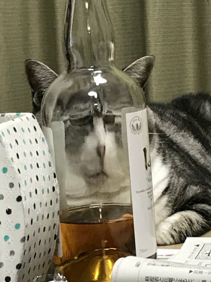 классные фотографии с котиками