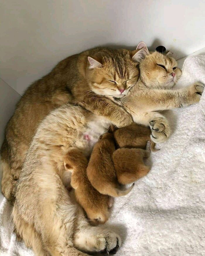 классные фотографии с котиками
