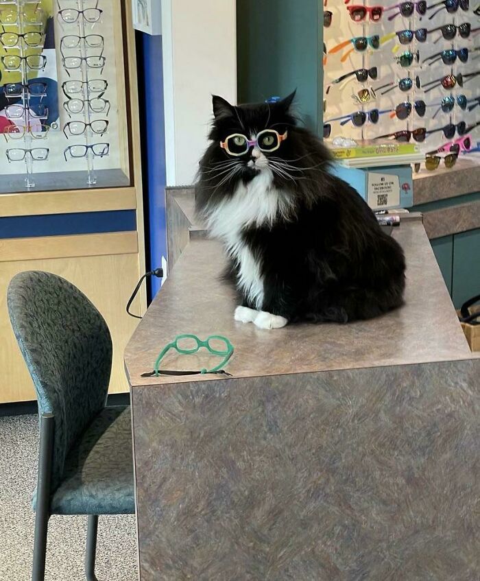 классные фотографии с котиками