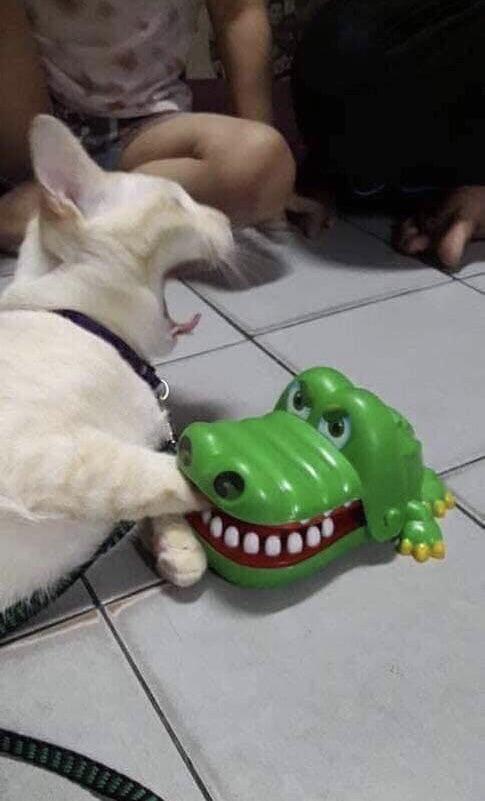классные фотографии с котиками