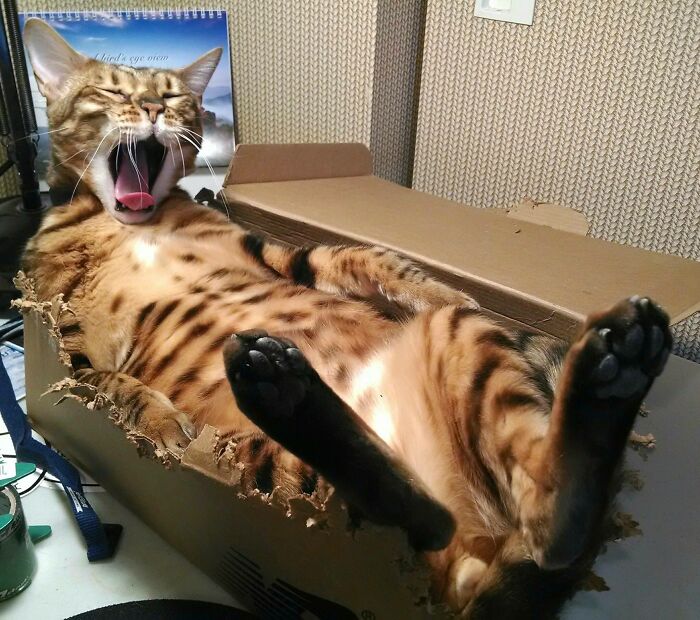 классные фотографии с котиками