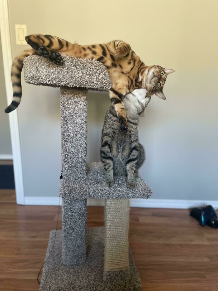 классные фотографии с котиками