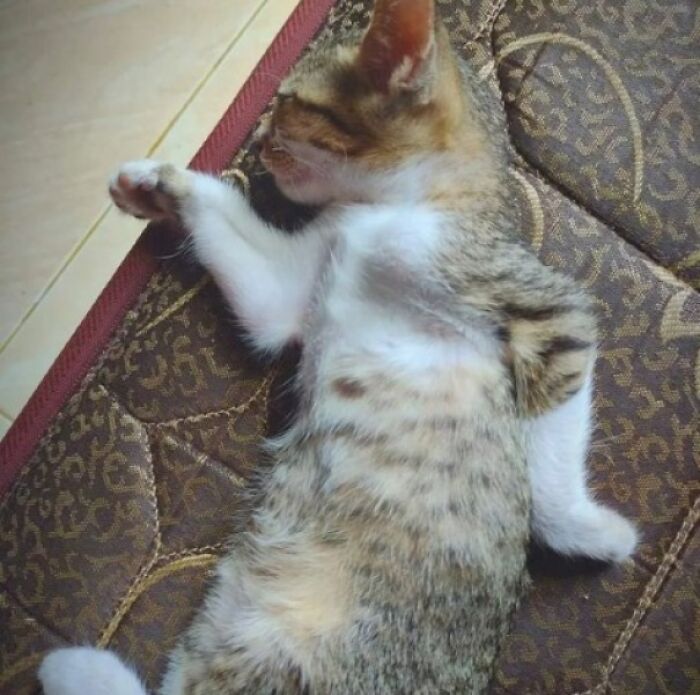классные фотографии с котиками