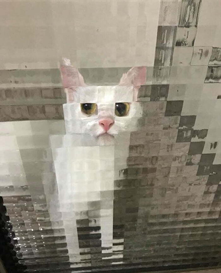 классные фотографии с котиками