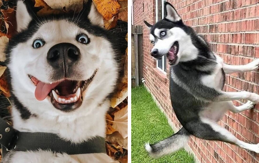 хаски