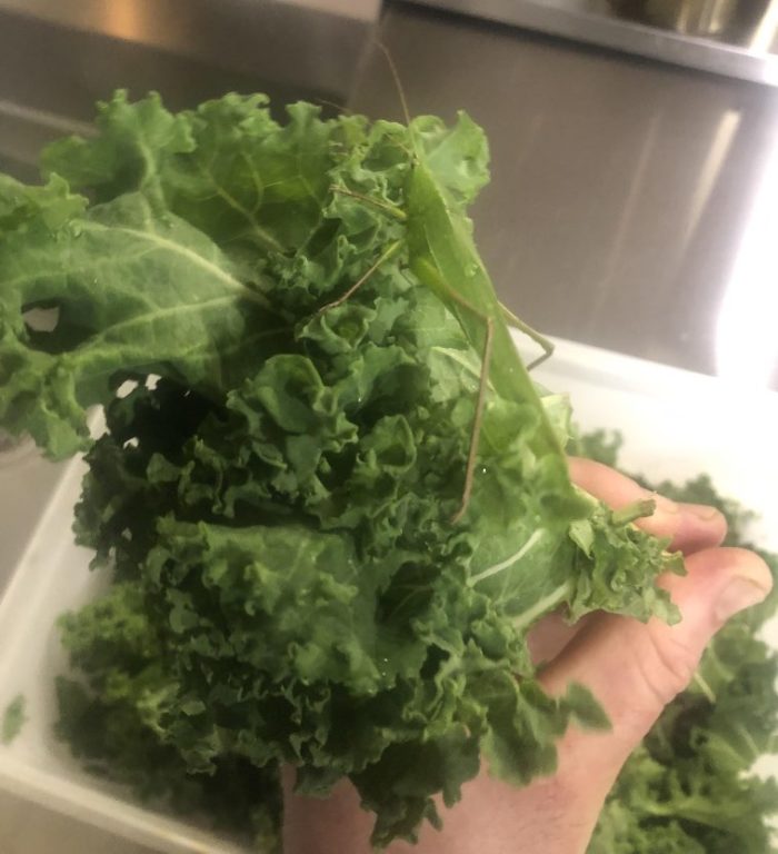 Фото: DR 12 курьезных фотографий которые умом не понять
