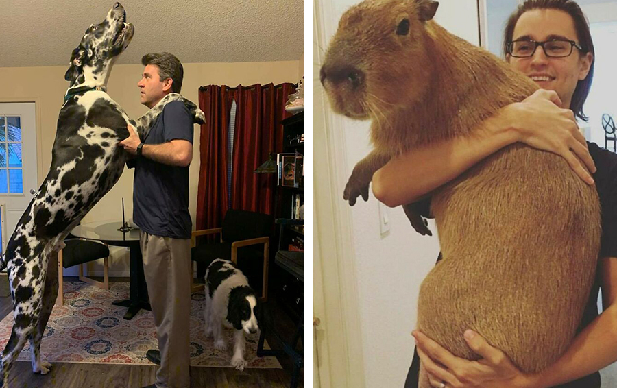 Фото: DR 12 раз когда животные оказались уж слишком гигантскими