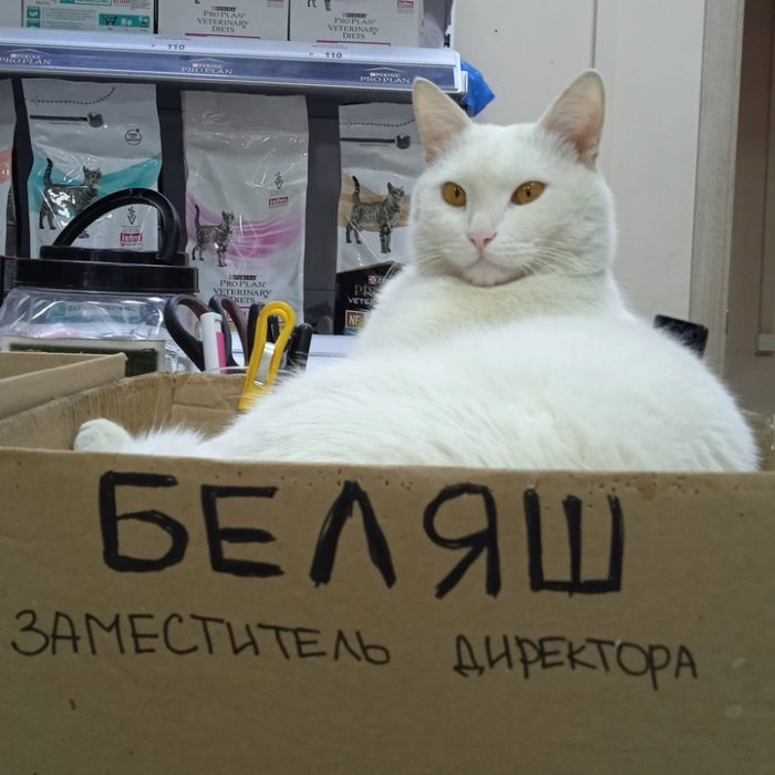 Фото: DR 12 котиков-трудоголиков