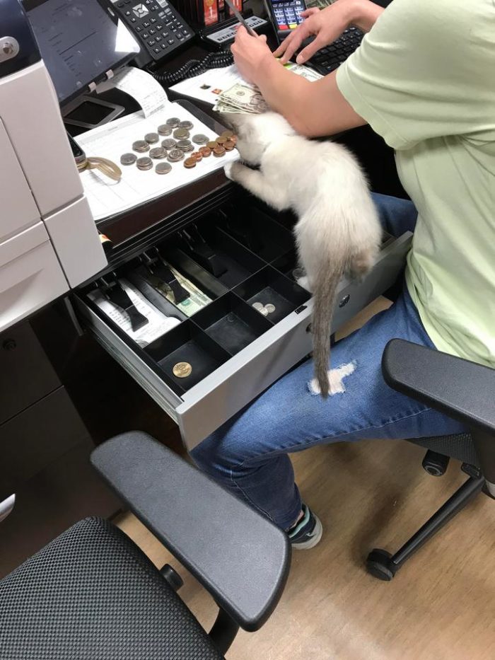 Фото: DR 12 котиков-трудоголиков