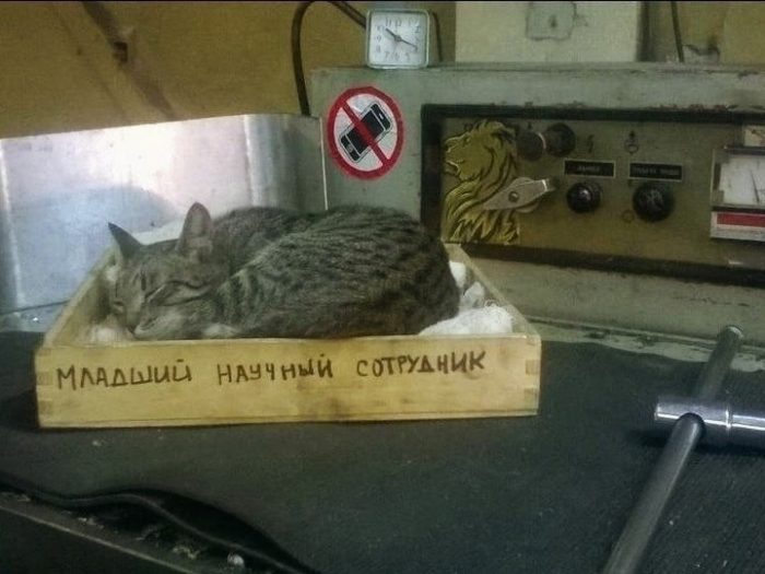 Фото: DR 12 котиков-трудоголиков