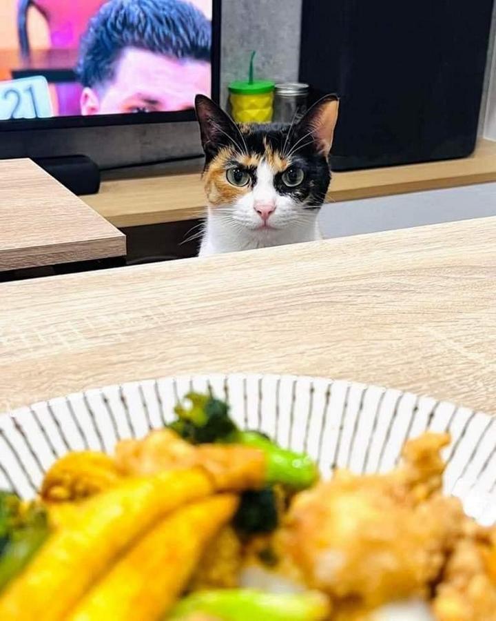 Фото: DR 12 смешных пушистиков которые поднимут настроение