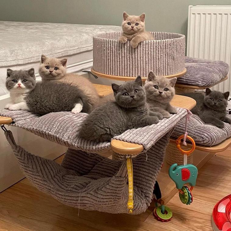 милые животные