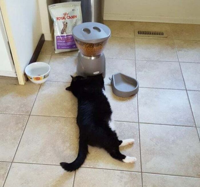 14 раз когда животные преподнесли людям урок мастерства по правильной лени