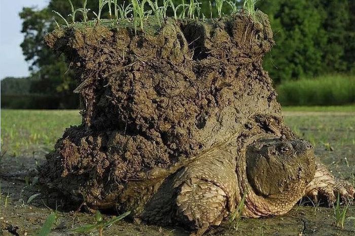 Фото: DR 10 животных которые своим примером показывают что жизнь это борьба