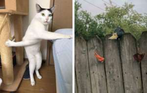 12 неуклюжих животных, которые попали нелепые ситуации