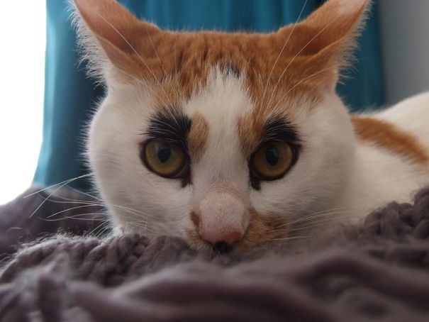14 уникальных окрасов котов