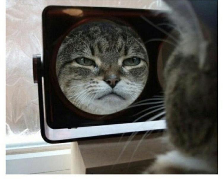 12 потрясающих фотографий с котиками