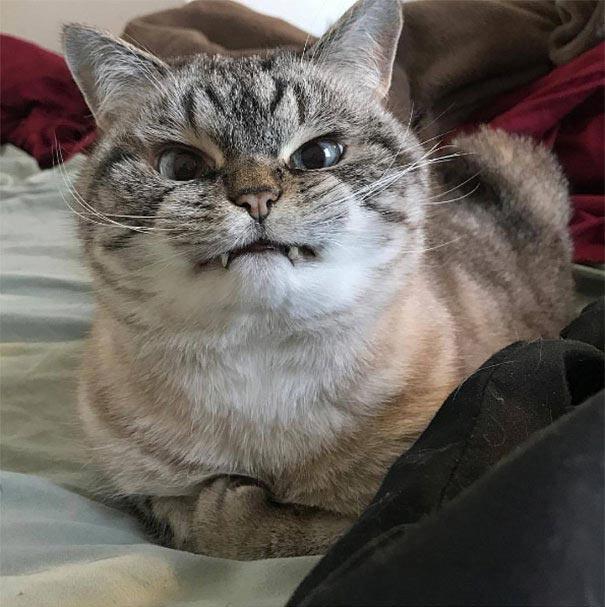 12 потрясающих фотографий с котиками