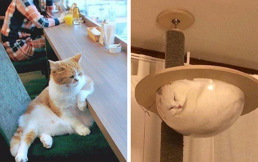 12 потрясающих фотографий с котиками