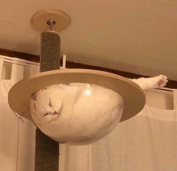 12 потрясающих фотографий с котиками
