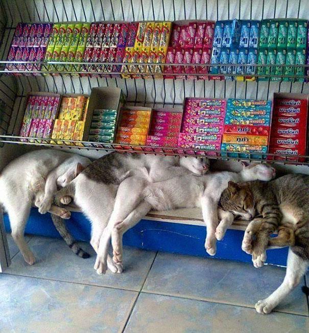 12 потрясающих фотографий с котиками