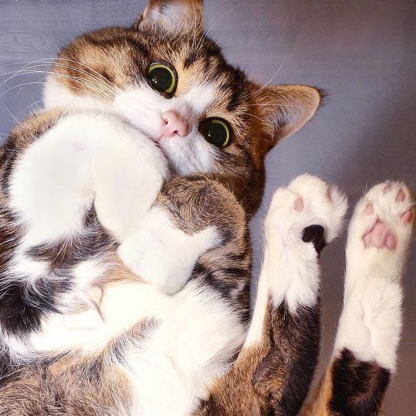 12 потрясающих фотографий с котиками